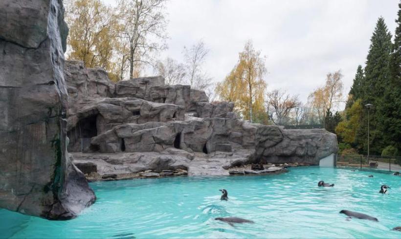 Penguin Enclosure